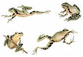 Garden Frogs
