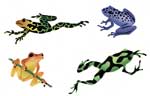 Rainforest Frogs