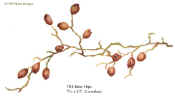 Rose Hips