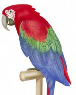 Macaw