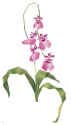 Oncidium Waltz