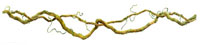 Entwined grapevine