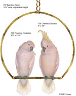 Cockatoos