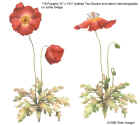 Poppies